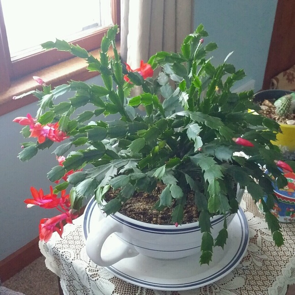 Meet your Posher, Dru - Picture 1 of 1